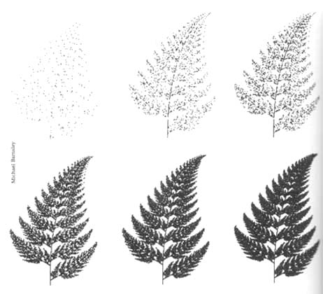 fractal ferns
