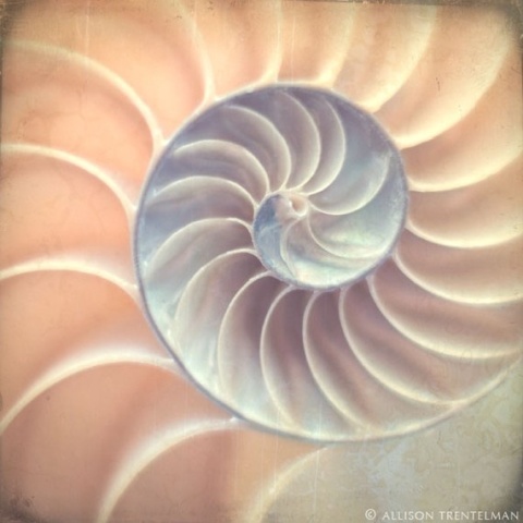 fibanocci spiral