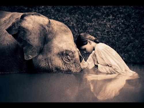 ashes to snow, elephant, gregory colbert, empathy art